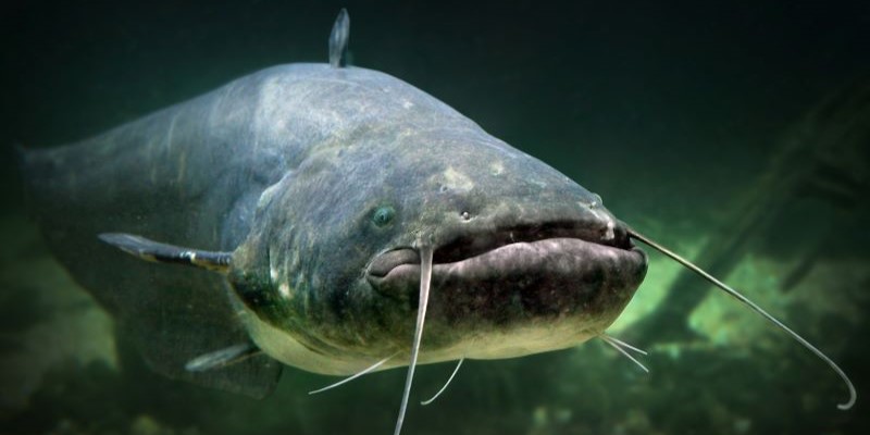 A catfish floats eerily, waiting to steal your data.